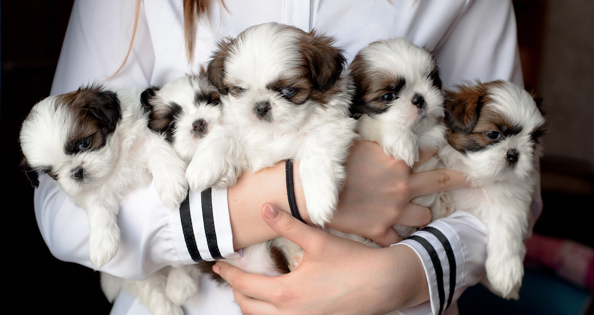 Animal Breeder Career: Test Your Compatibility Animal Breeder Career: Test Your Compatibility